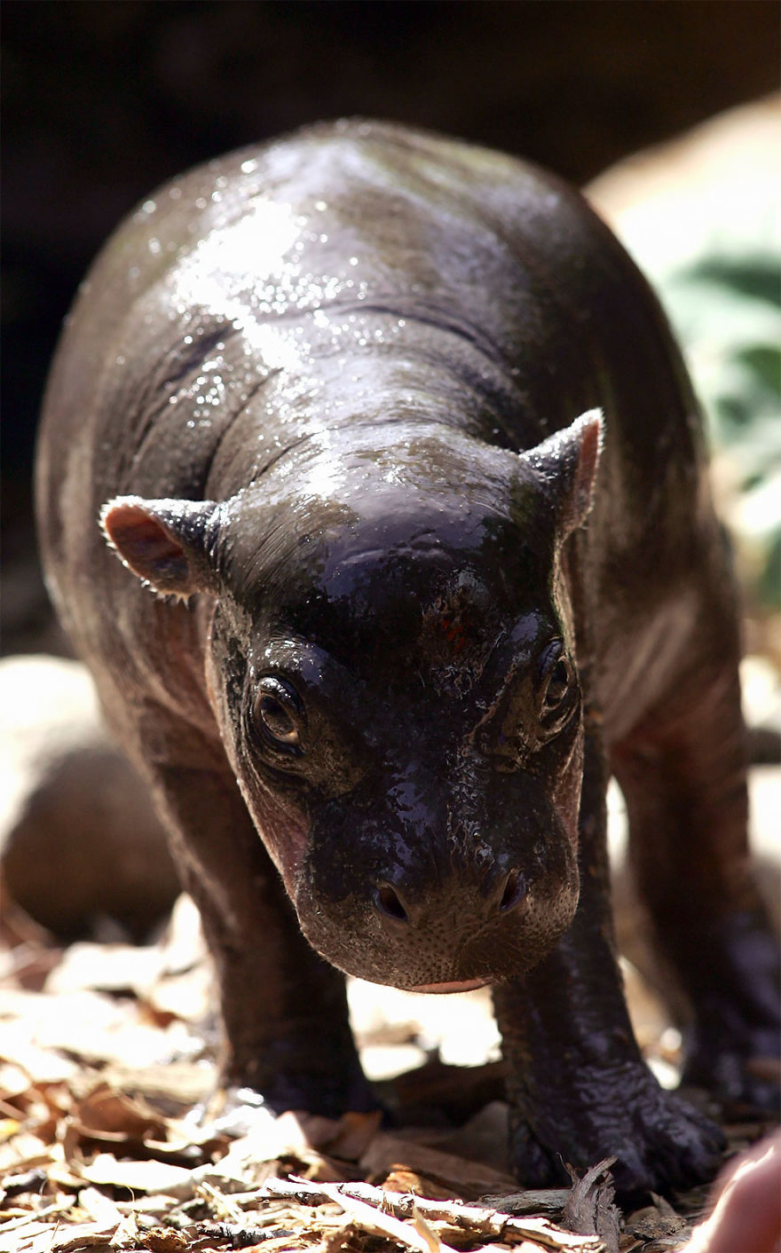 Baby Pygmy Hippopotamus Is Ridiculously Cute!