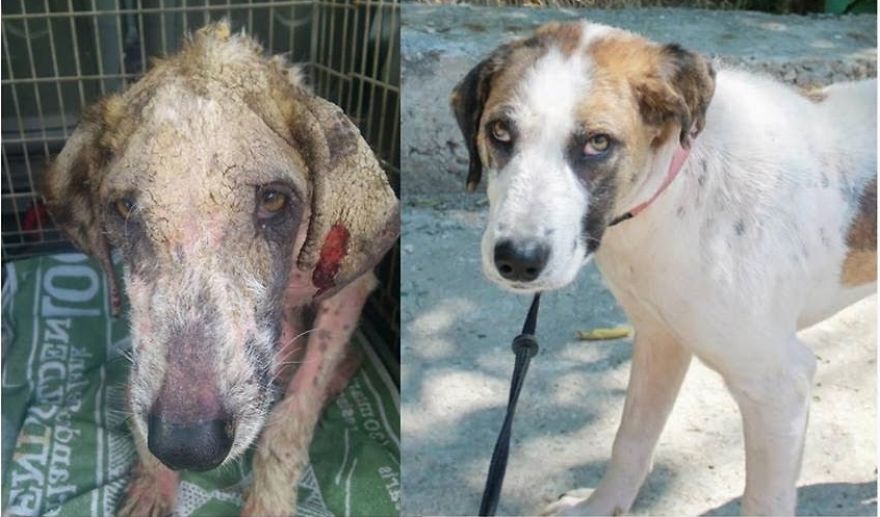 Before And After - A Street Dog Rescue Story