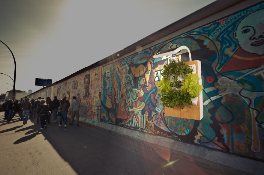 Make Vegetables, Not Walls, With Herbert