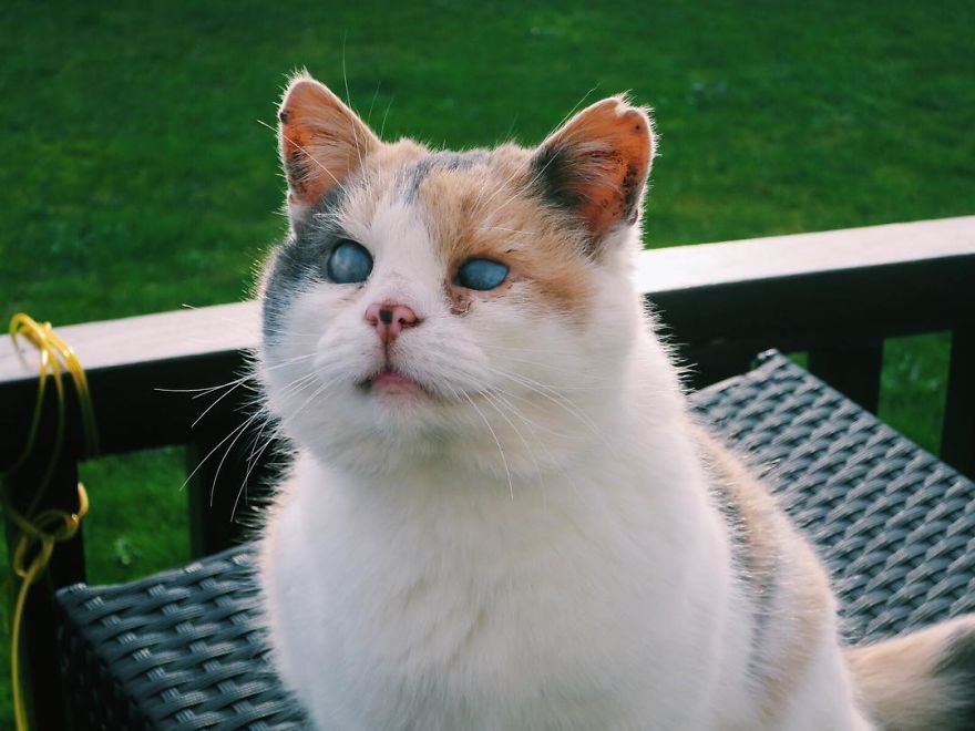Meet Stevie - A Blind Cat Who Loves To Hike