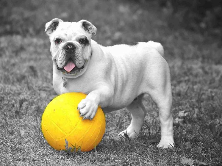 Bulldog Playing With The Ball