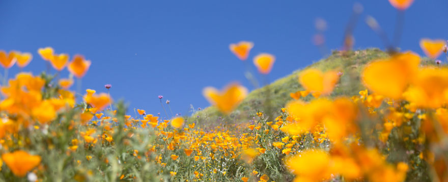 I Spent A Morning Among Hills Of California Poppies And Tried To Convey The Surreal Feeling In My Photos So You Can Experience It Too