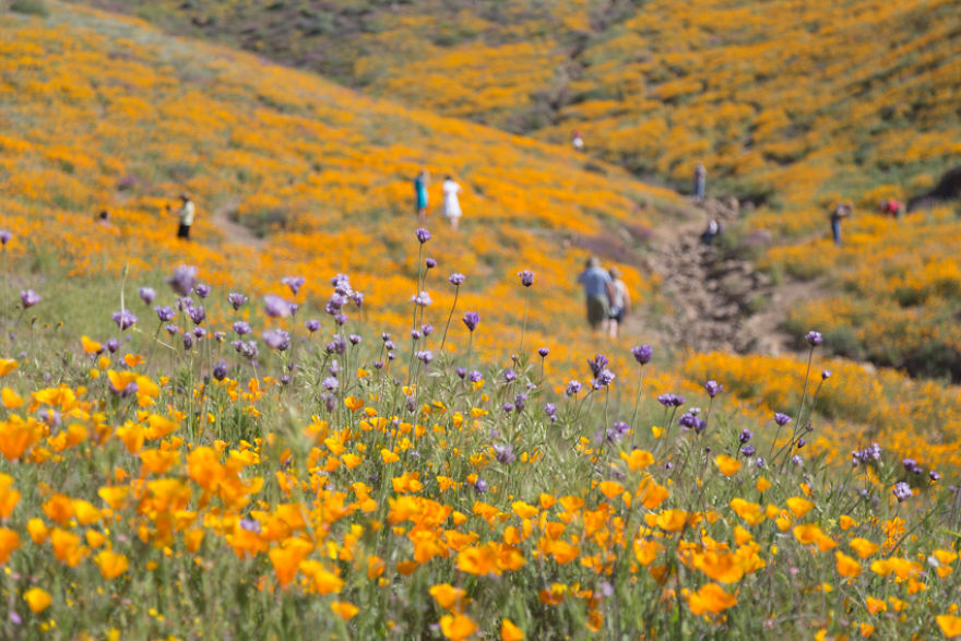 I Spent A Morning Among Hills Of California Poppies And Tried To Convey The Surreal Feeling In My Photos So You Can Experience It Too