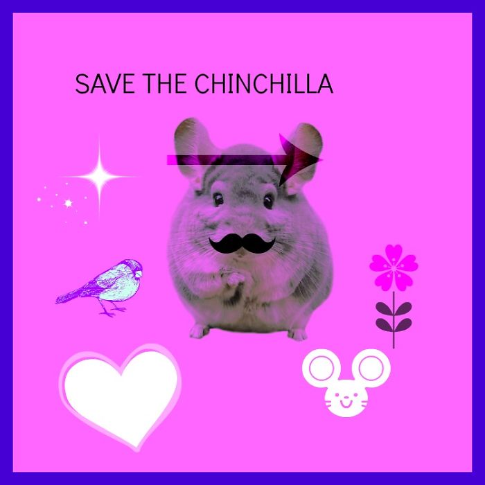 Save The Chinchilla !!!!!!!