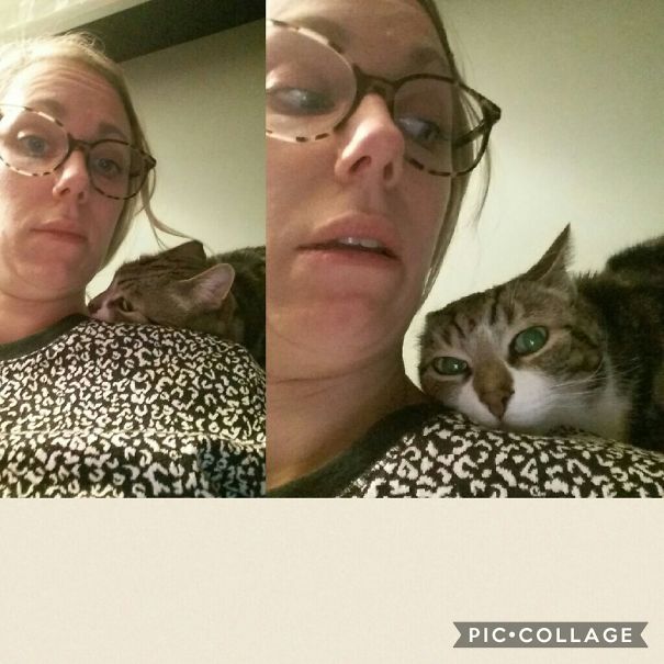 My Cat Was Sneaking Up To Kill Me With A Neck Bite, Then He Noticed I Was On To Him..
