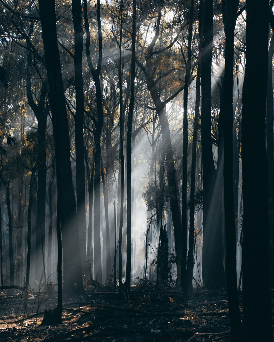 Hiking Through A Burnt Forest