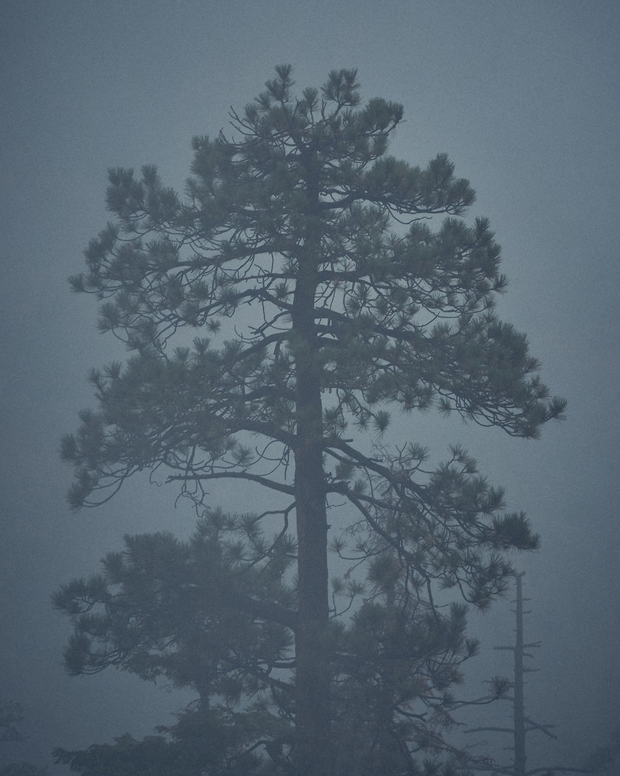 I Drive Around To Find And Photograph Dreamy Foggy Scenes