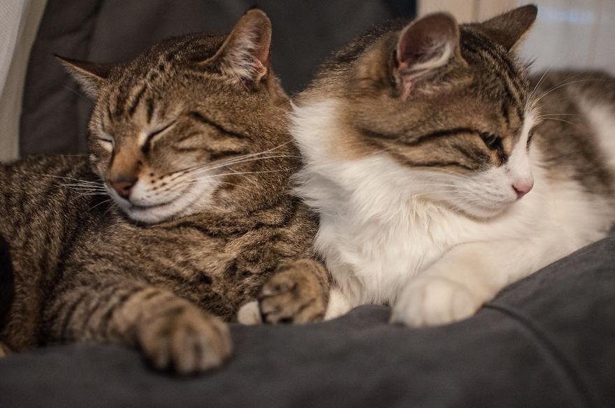 My Cats Were Lucky To Find Their Forever Home, Now They Want To Give A Paw To Kitties Who Are Less Fortunate