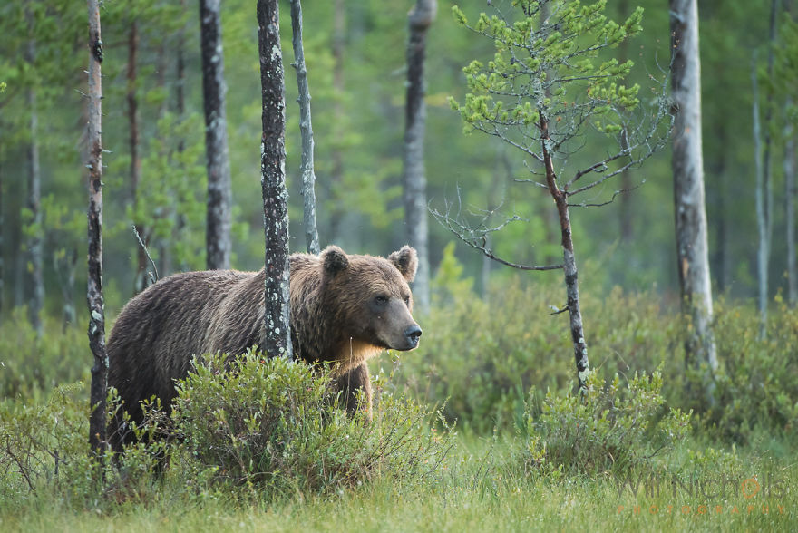 I Waited 15 Hours A Day To Find The Biggest Bear In Finland