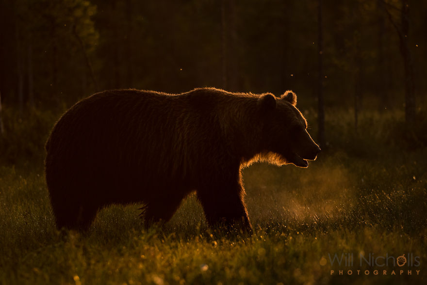 I Waited 15 Hours A Day To Find The Biggest Bear In Finland