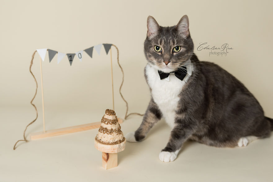 I Love My Cat And Did A Birthday Cake Smash Photoshoot For His 10th Birthday Because I'm Crazy
