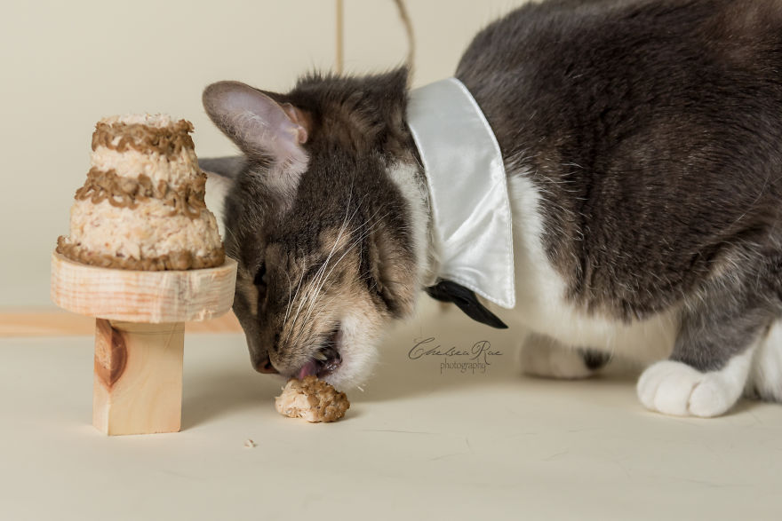 I Love My Cat And Did A Birthday Cake Smash Photoshoot For His 10th Birthday Because I'm Crazy
