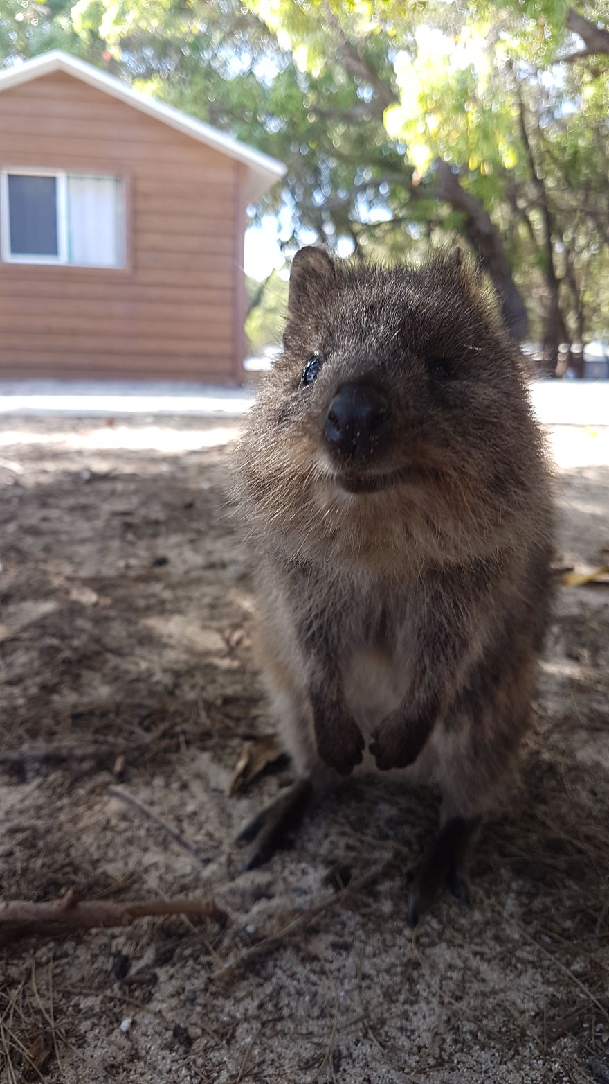 Discover The Quokkas, Among The Cutest Creatures On Earth