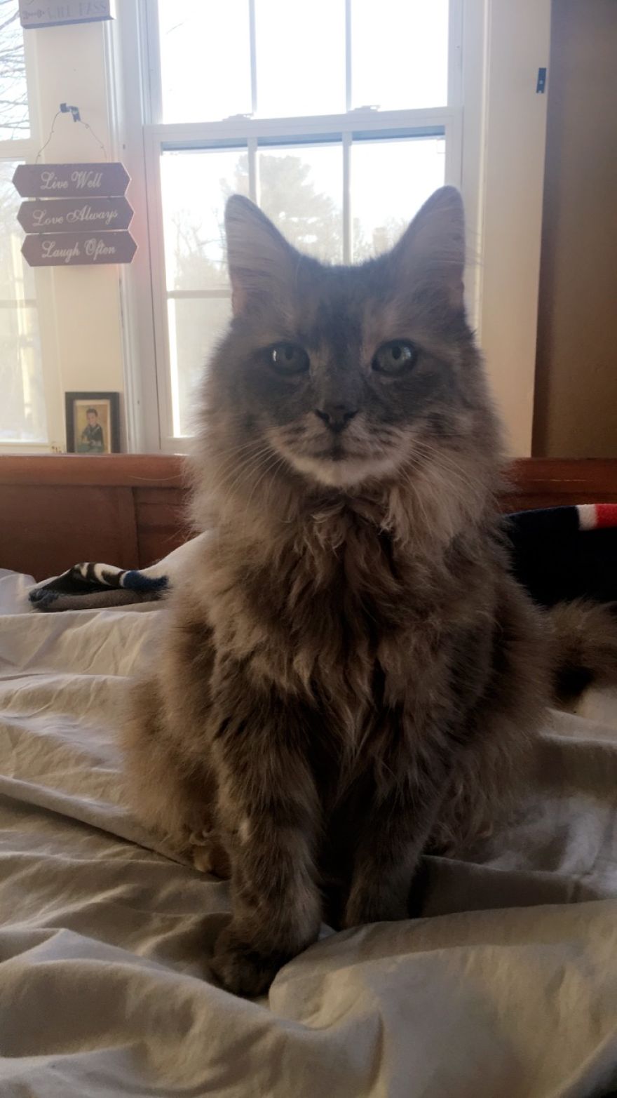 Do You Think Luna Is A Maine Coon Kitty? Do You Think Luna Is A Maine Coon Kitty?