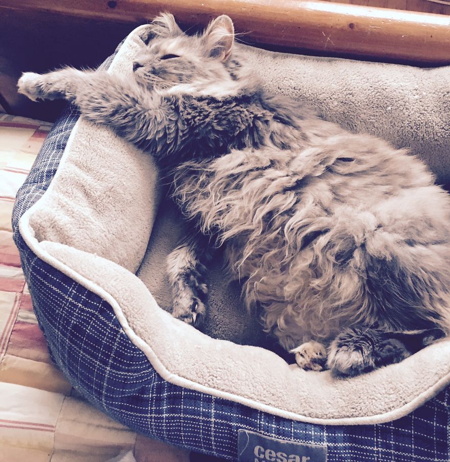 Do You Think Luna Is A Maine Coon Kitty? Do You Think Luna Is A Maine Coon Kitty?