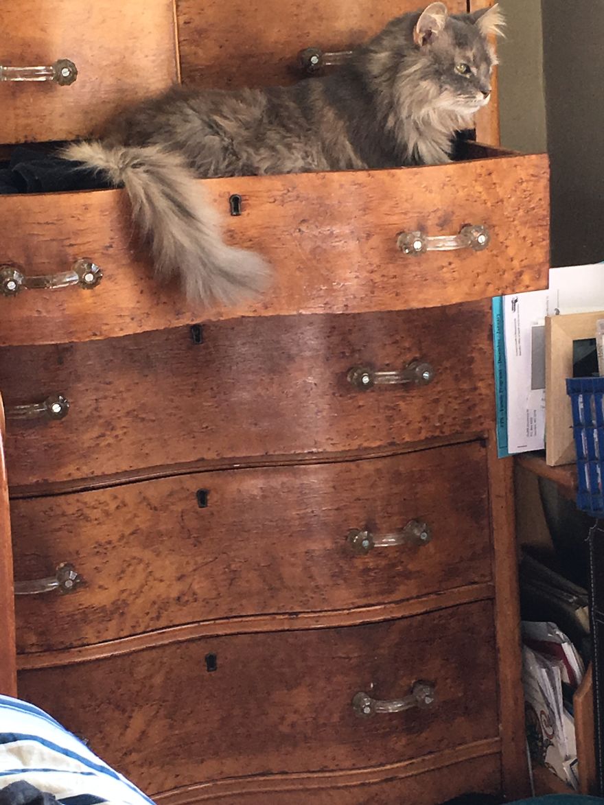 Do You Think Luna Is A Maine Coon Kitty? Do You Think Luna Is A Maine Coon Kitty?