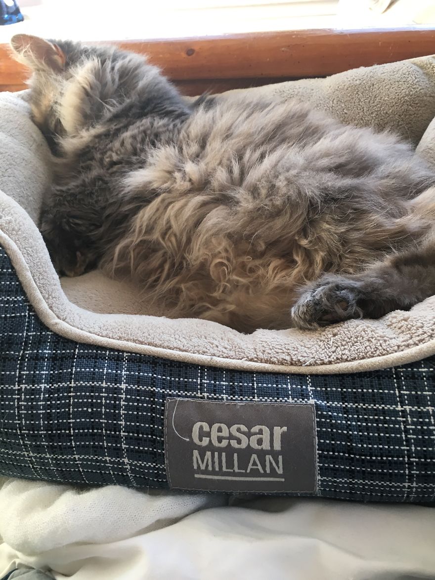 Do You Think Luna Is A Maine Coon Kitty? Do You Think Luna Is A Maine Coon Kitty?