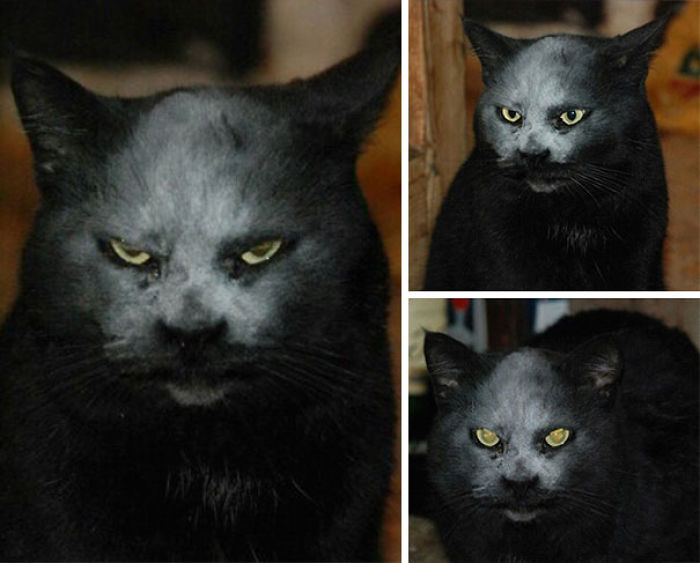 He Is Not A Devil. He Is Just A Cat In Flour