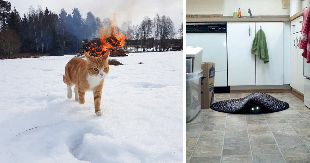 50 Pics Proving That Cats Are Actually Demons