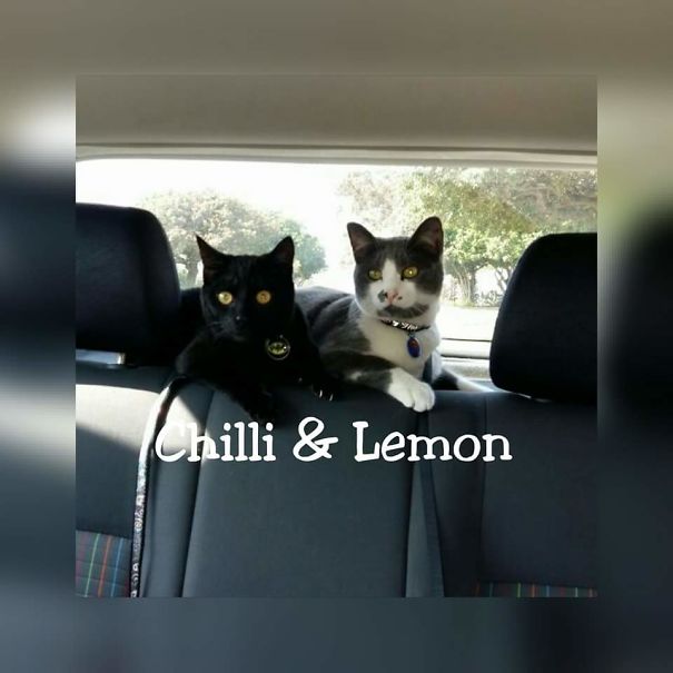 My 2 Furbabies, Lemon & Chilli Just Love Car Rides 😊