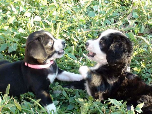 Krystals First Puppy Fight.. (krystal On The Left)