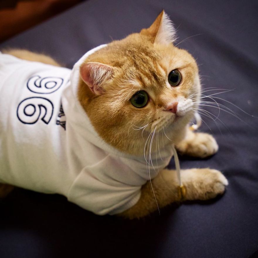 Fours Dresses Your Pets Like Snoop Dogg