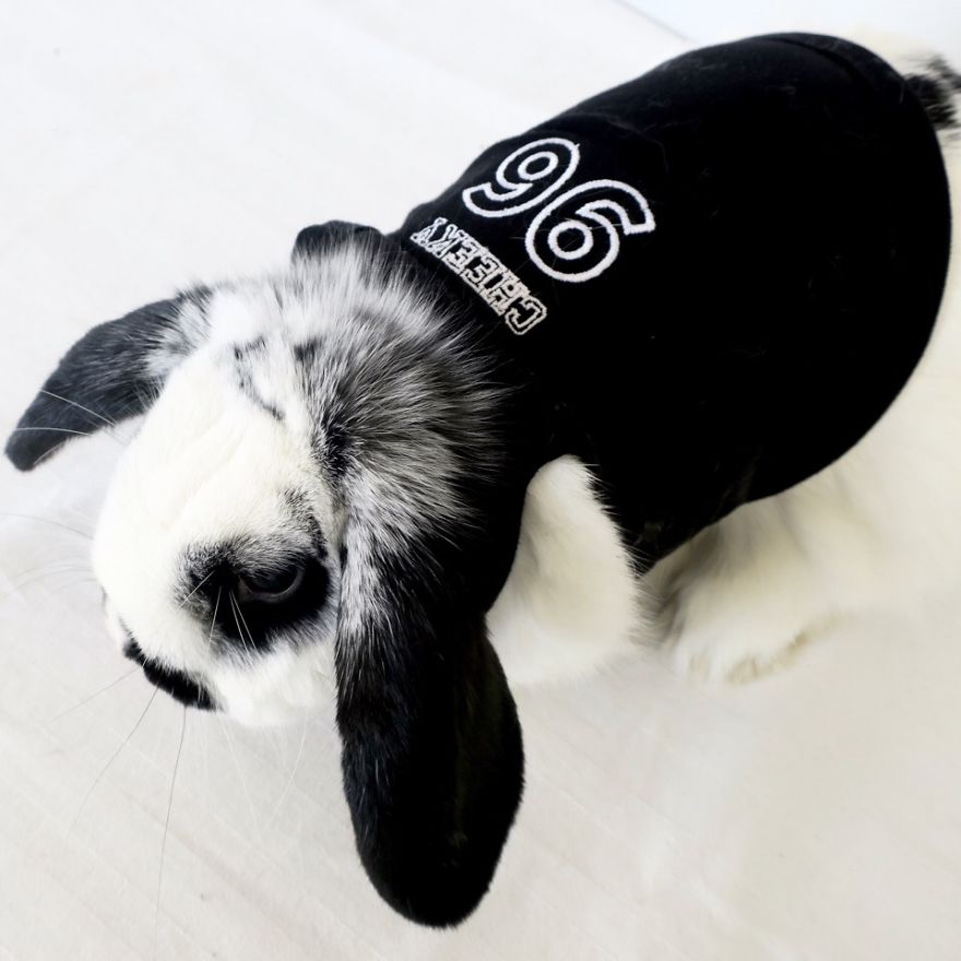 Fours Dresses Your Pets Like Snoop Dogg