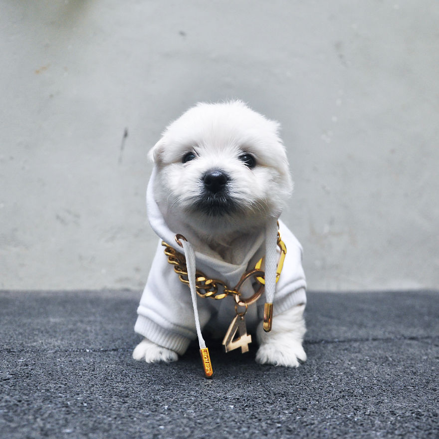 Fours Dresses Your Pets Like Snoop Dogg