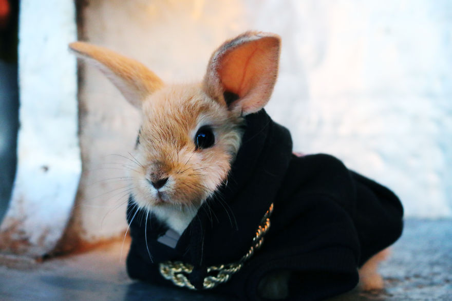 Fours Dresses Your Pets Like Snoop Dogg