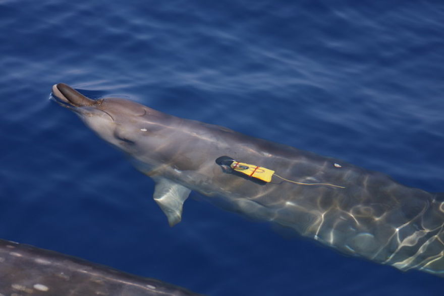 First Underwater Video Of Rare Beaked Whales