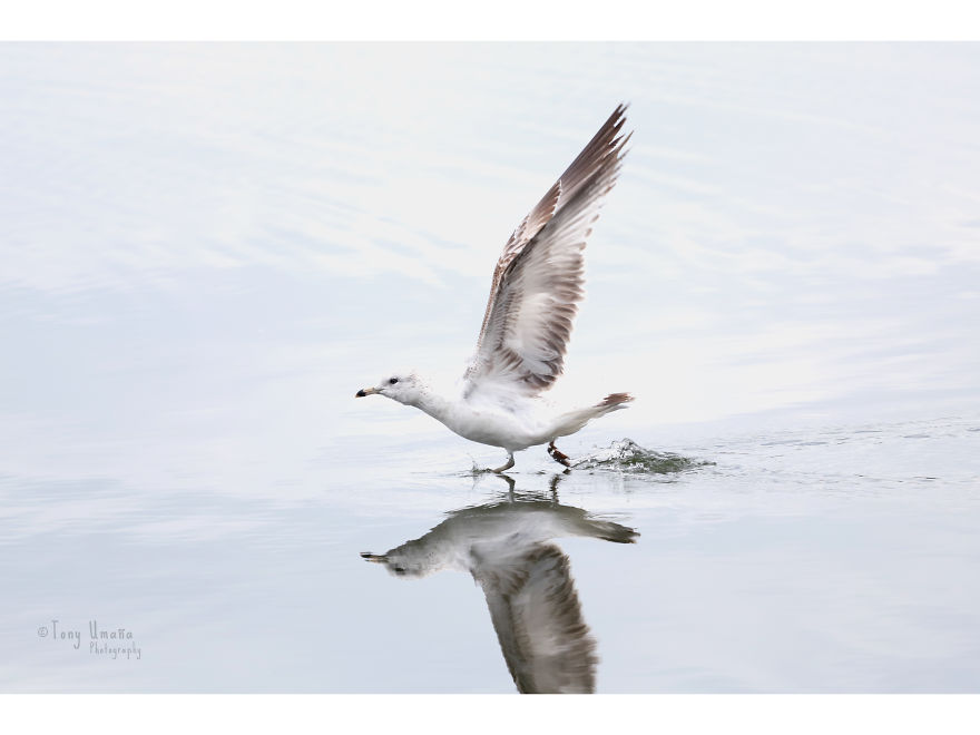 Gaviota Caminante