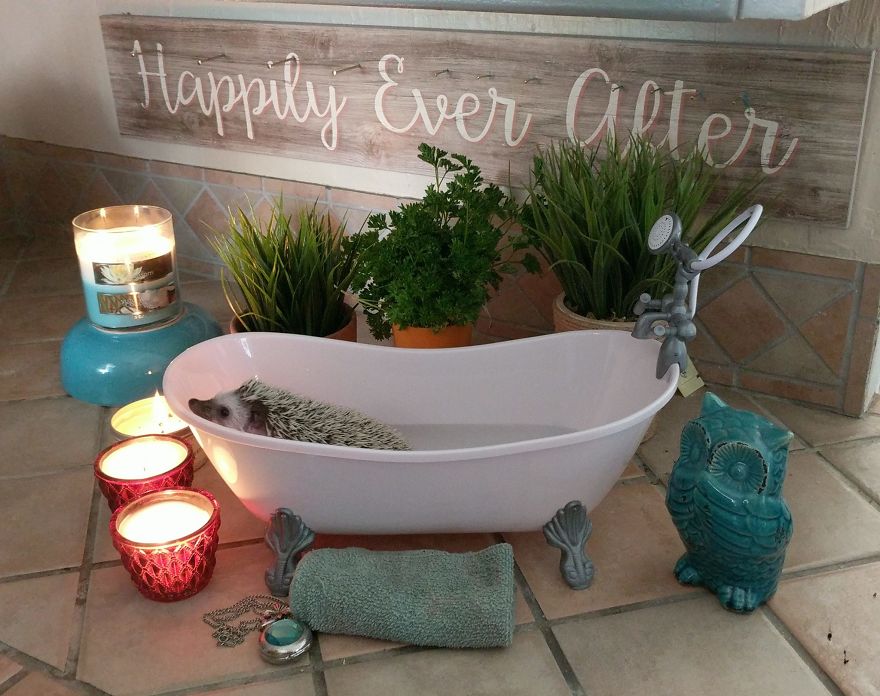 Hedgehogs Need Spa Time, Too.