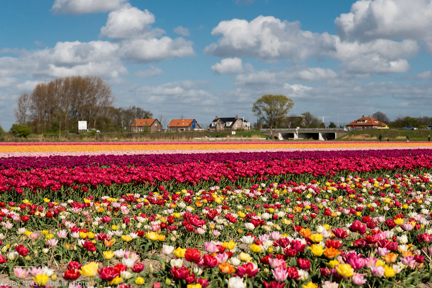 I Photographed The Endless Dutch Tulip Fields