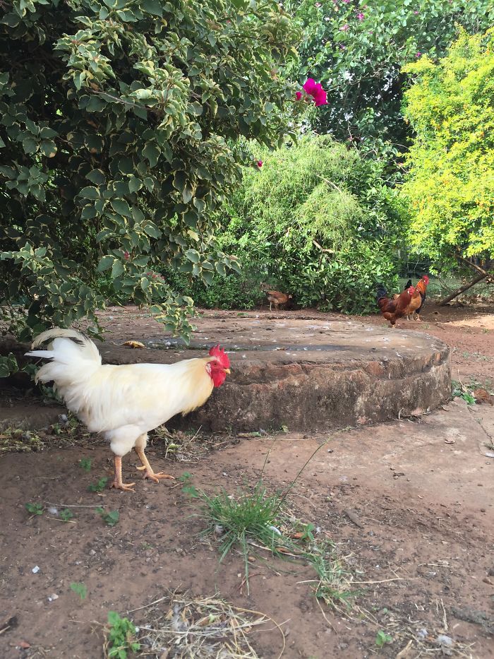 I Rescue And Care For Chickens In Paradise