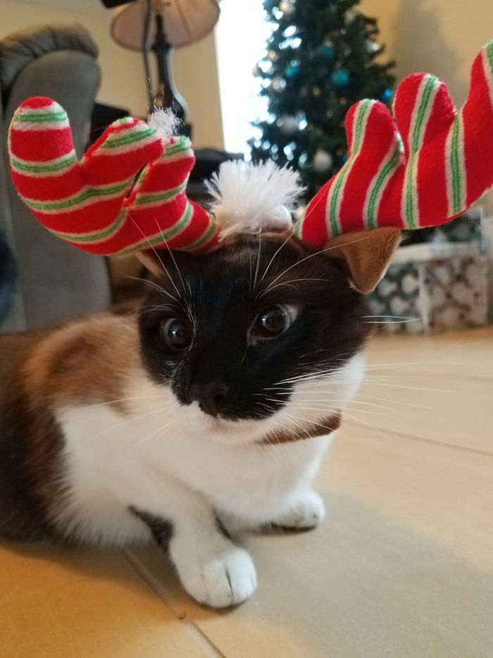 This Little Lady Is Not Amused With Her New Antlers...