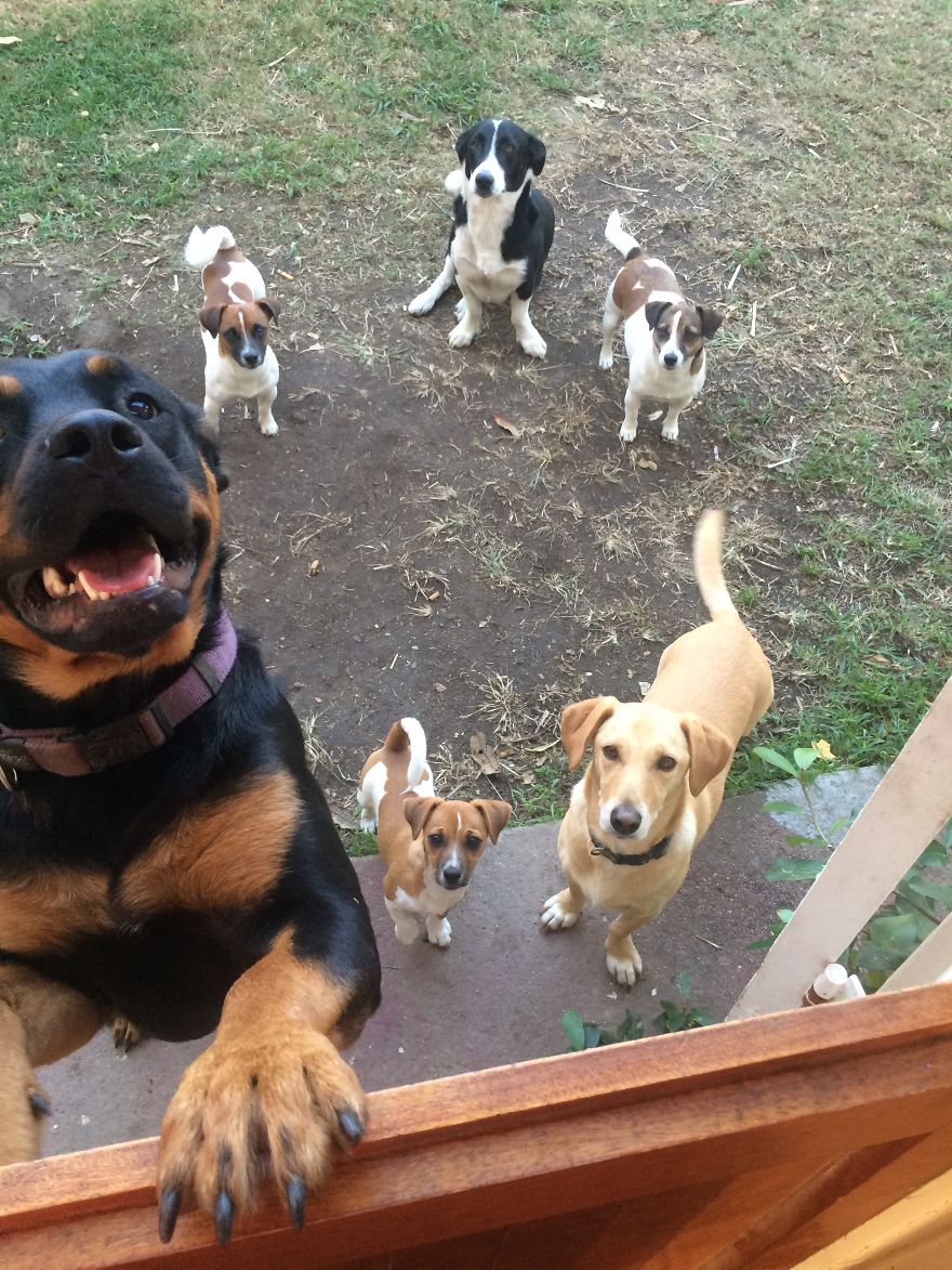 A Mixed Bunch Waiting For A Walk!