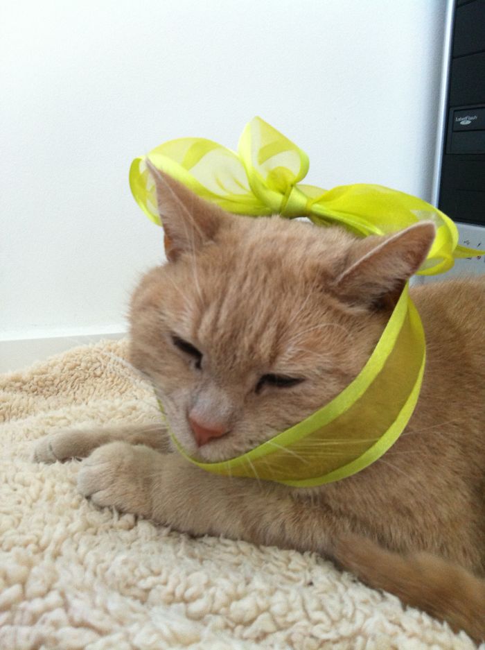 I Can Be An Easter Egg Too... (she Loves Her Ribbons)