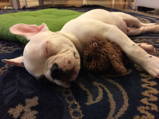 French Bulldog Puppy Napping As Always