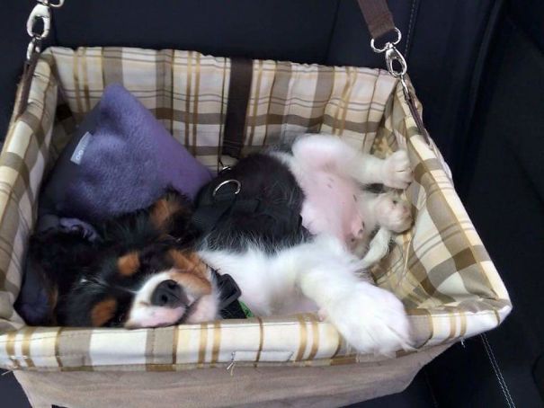 Dexter's First Road Trip In His Car Seat. He's 10 Weeks Old Here.