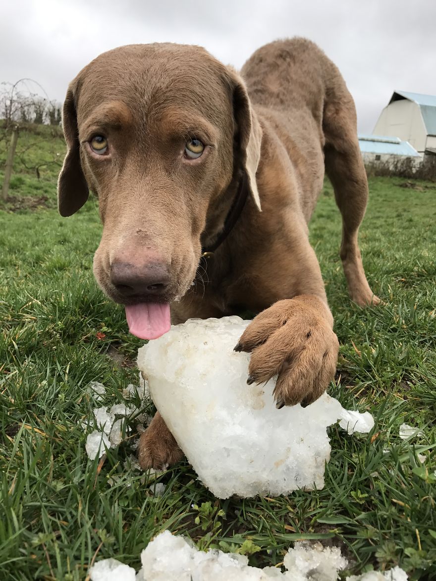 This Ice Tastes Funny