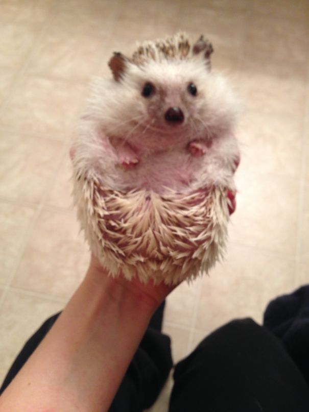 Hedgehog Puddle