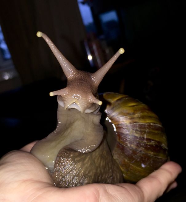 Gary's First Time Posing For The Camera! (he's An African Land Snail)