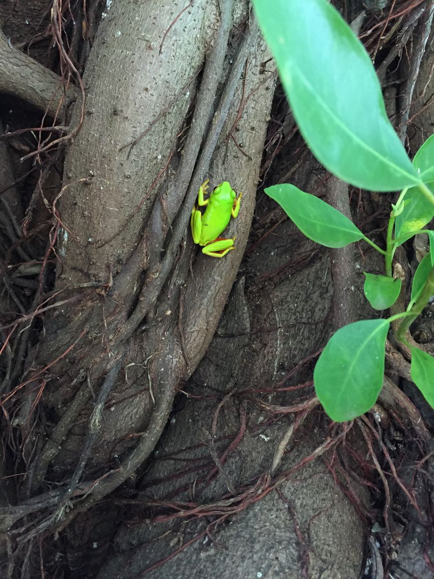 Tree Frog. Gorgeous Color!