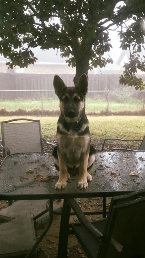 My Gsd Puppy's First Time Jumping Up In Our Patio Furniture, And He's Not Amused He Can't Get Down!