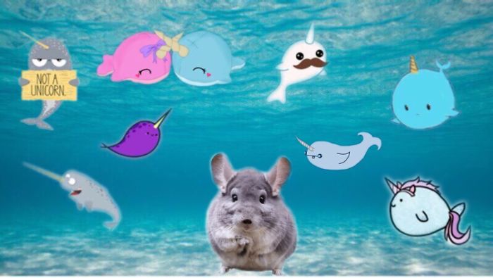 Swimming With Narwhals (he Can Breathe Underwater 😀)