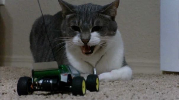This Cat Reacting To Remote-control Car