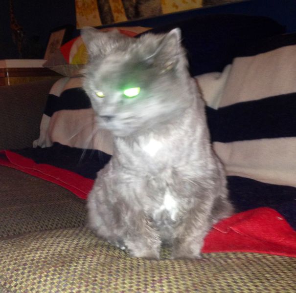 Demon Cat Or Bad Flash?