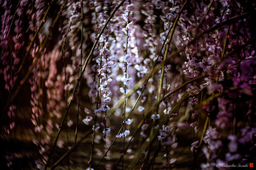I Captured Plum Bloom In Japan