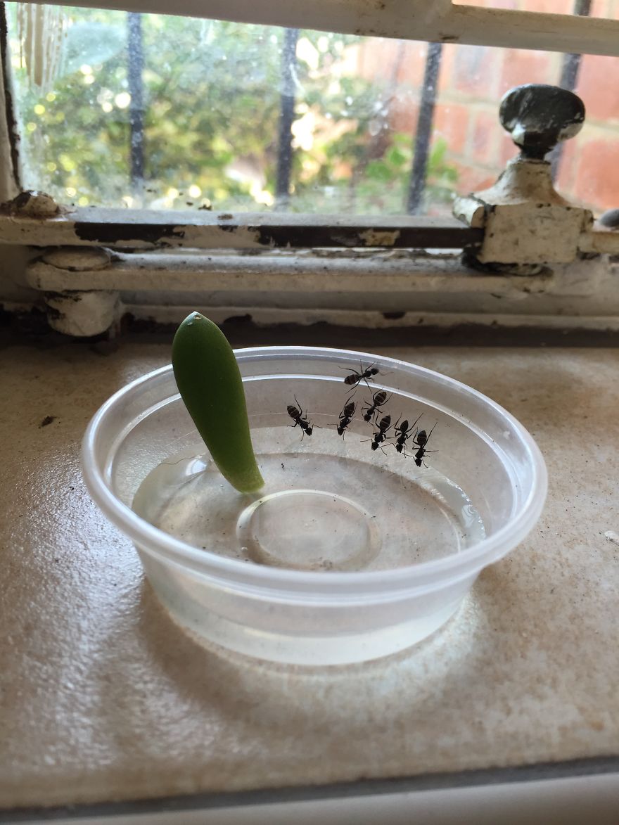 I Put This Succulent In Water To Grow Roots And Had Some Visitors On A Hot Day!