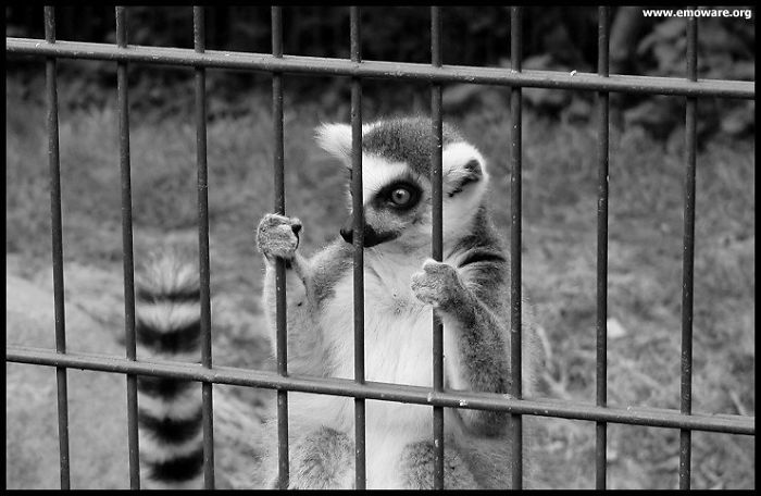 Animals Caged